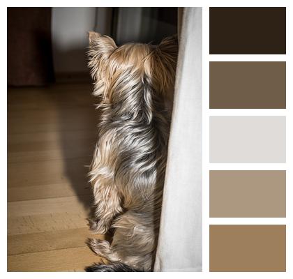 Yorkie Yorkshire Terrier Dog Image